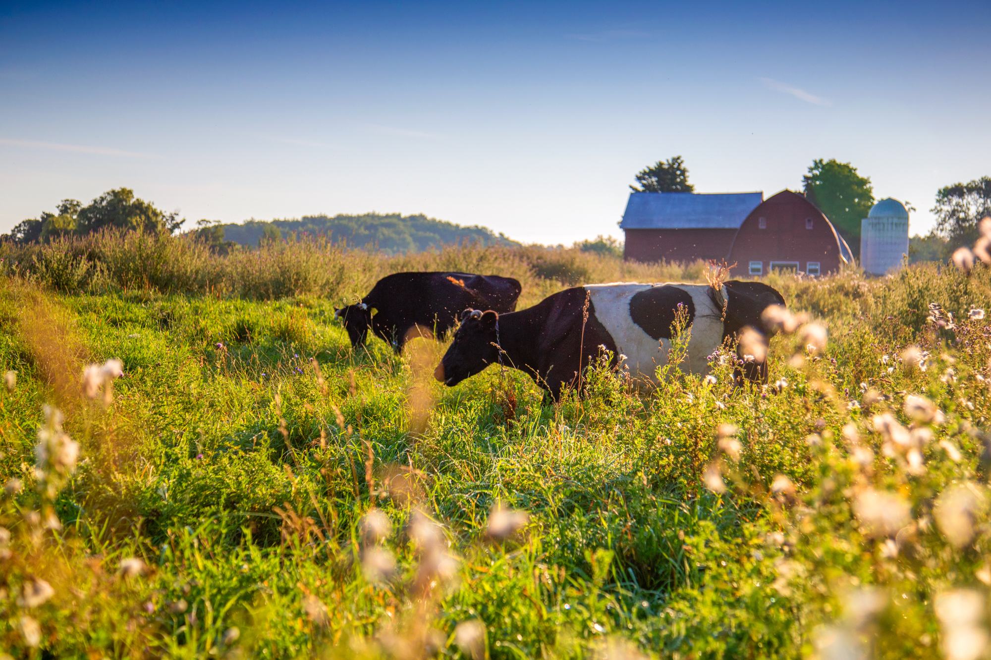 Cows graze at Dharma Lea Farm in Sharon Springs, N.Y. Advocates of grass-grazing cattle say it's better for the environment and the animals. But there's another upside: Grass-fed meat and dairy fetch a premium that can help small farms stay viable. Cows graze at Dharma Lea Farm in Sharon Springs, N.Y. Advocates of grass-grazing cattle say it's better for the environment and the animals. But there's another upside: Grass-fed meat and dairy fetch a premium that can help small farms stay viable.