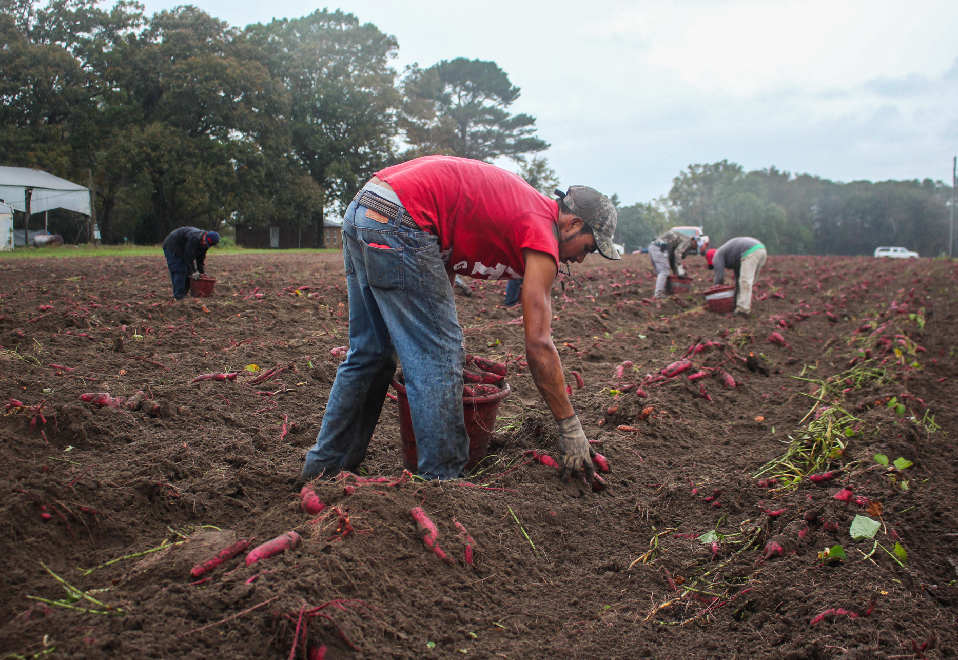 Guest workers harvest much of North Carolina's sweet potato crop, including at the fields of Burch Farms, in Faison, N.C. Guest workers harvest much of North Carolina's sweet potato crop, including at the fields of Burch Farms, in Faison, N.C.